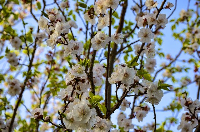 Free download Apple Flowers Blooming Blossom -  free photo or picture to be edited with GIMP online image editor