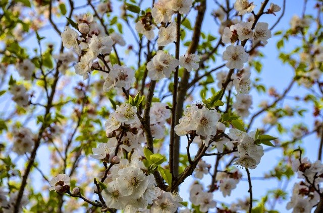 Bezpłatne pobieranie Apple Flowers Blooming Blossom - bezpłatne zdjęcie lub obraz do edycji za pomocą internetowego edytora obrazów GIMP