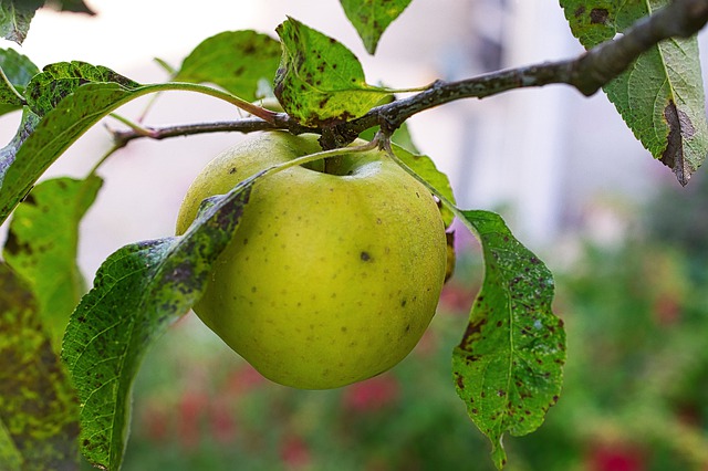 Download gratuito de alimentos de frutas de maçã custa imagem gratuita a ser editada com o editor de imagens on-line gratuito do GIMP