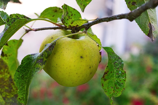 Free download apple fruit food costs free picture to be edited with GIMP free online image editor