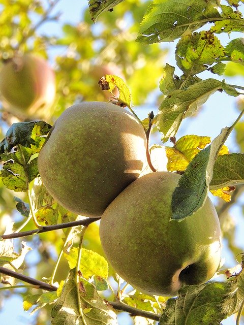 Free download Apple Fruit Fruits -  free photo or picture to be edited with GIMP online image editor