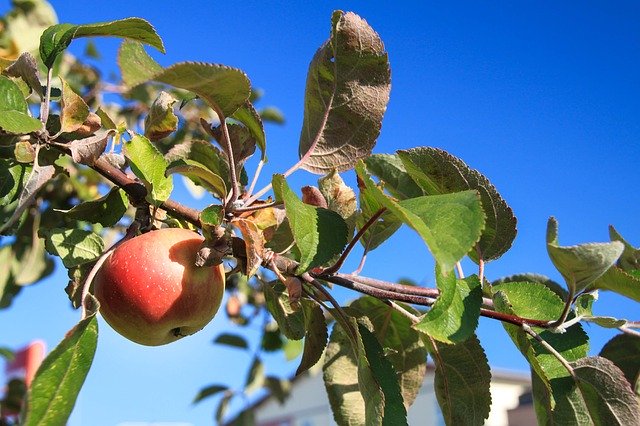 Descărcare gratuită Apple Fruit Trees - fotografie sau imagini gratuite pentru a fi editate cu editorul de imagini online GIMP