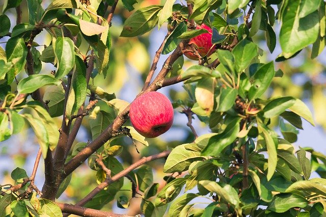 Kostenloser Download Apple Garden Harvest - kostenloses kostenloses Foto oder Bild zur Bearbeitung mit GIMP Online-Bildbearbeitung