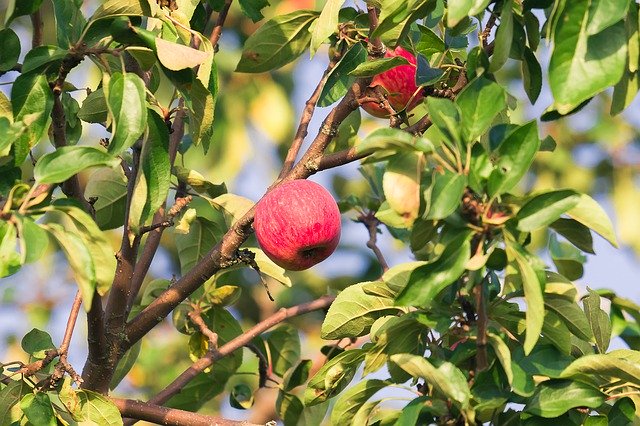 Free download Apple Garden Harvest -  free free photo or picture to be edited with GIMP online image editor