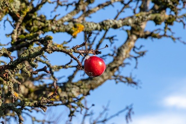 Free download Apple Ice Branch -  free photo or picture to be edited with GIMP online image editor