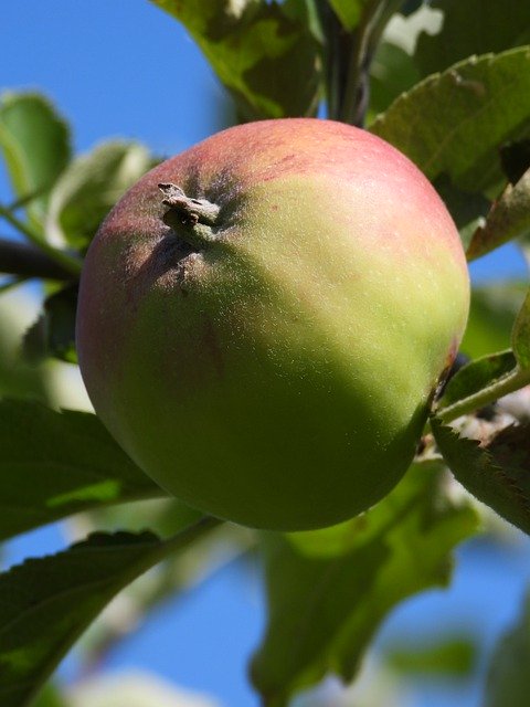 Descărcare gratuită Apple Jabłonka Fruit - fotografie sau imagine gratuită pentru a fi editată cu editorul de imagini online GIMP