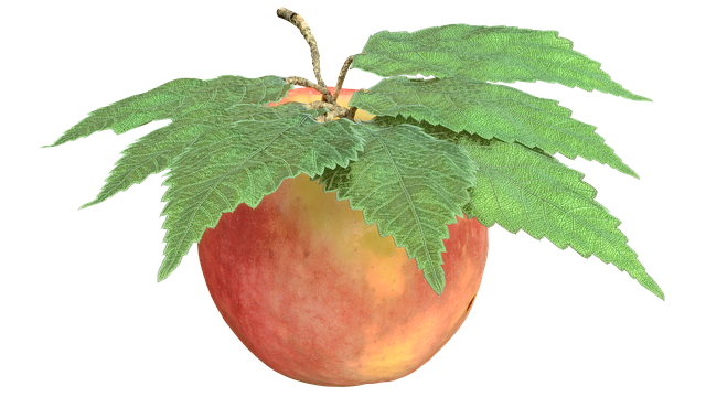 Free download Apple Leaves Branch -  free illustration to be edited with GIMP free online image editor