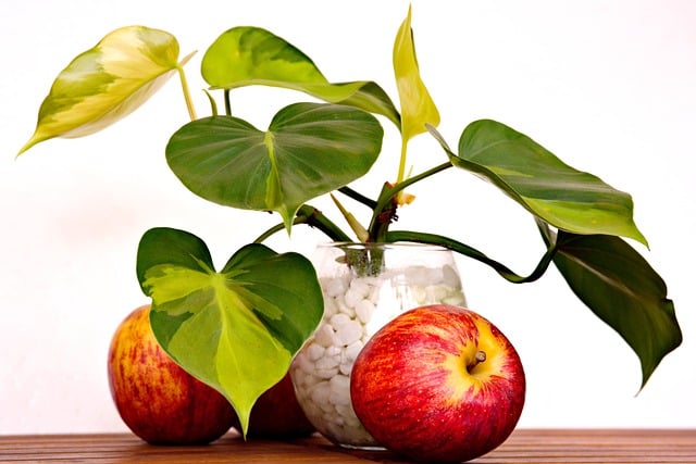 Free download apple leaves fresh fruit fruit free picture to be edited with GIMP free online image editor