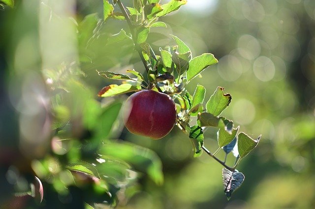 Free download Apple Light Detail Of In The -  free photo or picture to be edited with GIMP online image editor