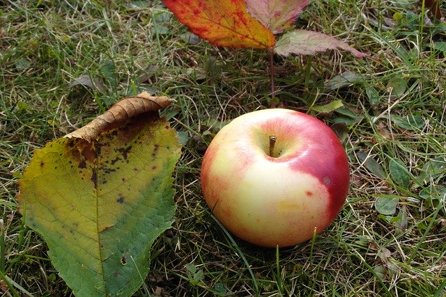 تنزيل Apple Mature Fruit - صورة مجانية أو صورة مجانية ليتم تحريرها باستخدام محرر الصور عبر الإنترنت GIMP