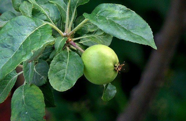 Free download Apple Nature Green -  free photo or picture to be edited with GIMP online image editor