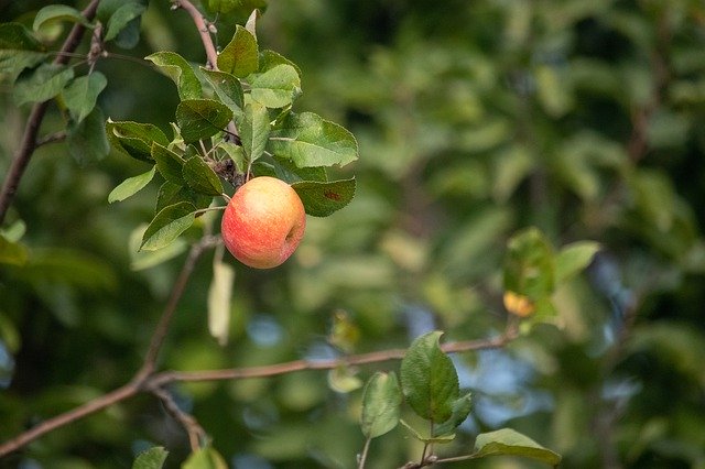 Gratis download Apple Nature Plant - gratis foto of afbeelding om te bewerken met GIMP online afbeeldingseditor