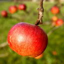 Apple on the tree  screen for extension Chrome web store in OffiDocs Chromium