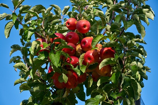 Descarga gratuita Apple Plantation Fruit - foto o imagen gratis y gratuita para editar con el editor de imágenes en línea GIMP