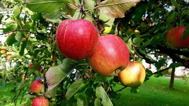 ดาวน์โหลดฟรี Apple Ripe Red - ภาพถ่ายหรือรูปภาพฟรีที่จะแก้ไขด้วยโปรแกรมแก้ไขรูปภาพออนไลน์ GIMP