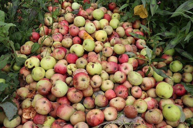 הורדה חינם Apples A Lot Bad - תמונה או תמונה בחינם לעריכה עם עורך התמונות המקוון GIMP