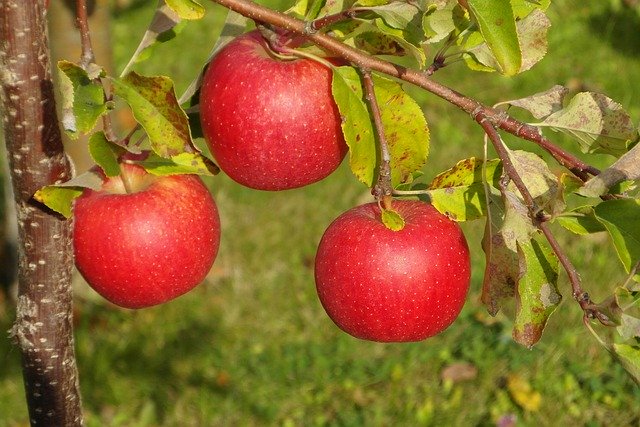 Gratis download Apples Apple Fruit - gratis foto of afbeelding om te bewerken met GIMP online afbeeldingseditor