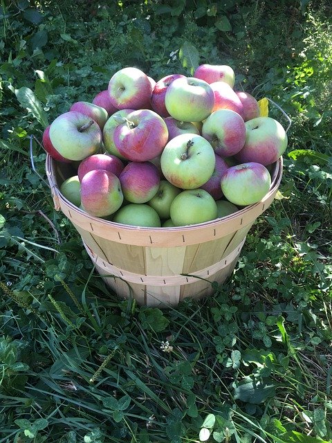 Gratis download Apples Apple Picking Orchard - gratis foto of afbeelding om te bewerken met GIMP online afbeeldingseditor