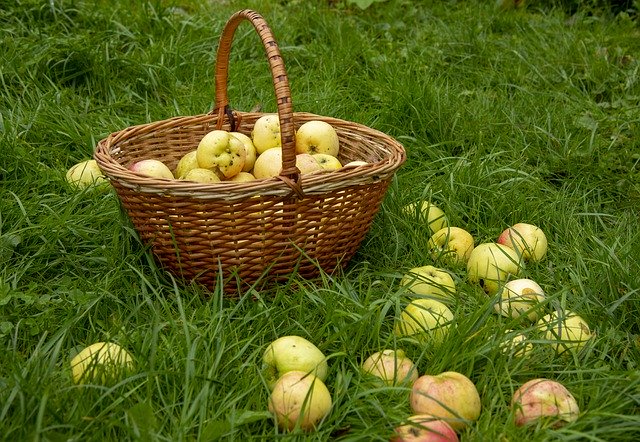 Gratis download Apples Basket Harvest - gratis gratis foto of afbeelding om te bewerken met GIMP online afbeeldingseditor