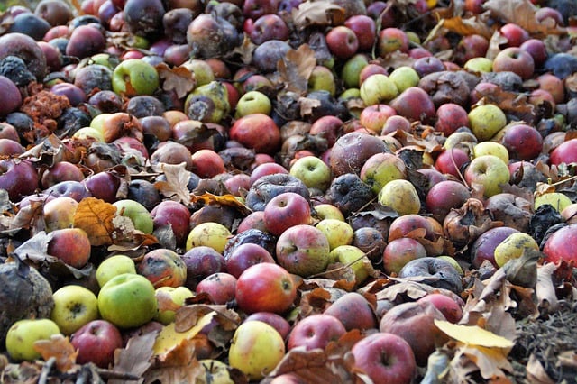 Ücretsiz indirilen elmalar, düşmüş elmalar, çürük kompost, GIMP ücretsiz çevrimiçi resim düzenleyiciyle düzenlenecek ücretsiz resim