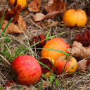 Apples fall from their roots  screen for extension Chrome web store in OffiDocs Chromium