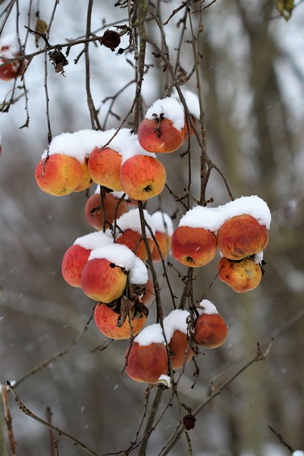 Free download apples frost winter apple winter free picture to be edited with GIMP free online image editor