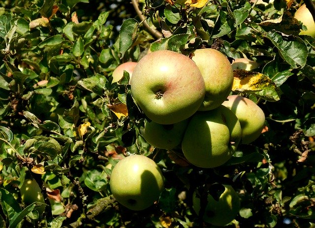 הורדה חינם Apples Fruit Sweet - תמונה או תמונה בחינם לעריכה עם עורך התמונות המקוון GIMP