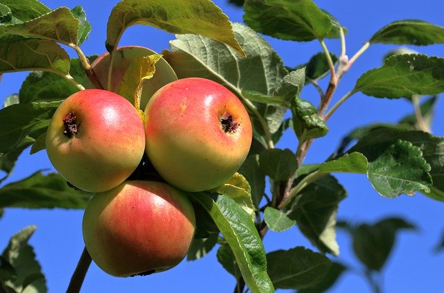 הורדה חינם Apples Fruit Tree - תמונה או תמונה בחינם לעריכה עם עורך התמונות המקוון GIMP