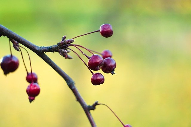 Free download apples fruit tree wild apples free picture to be edited with GIMP free online image editor