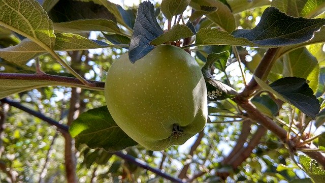 Бесплатно скачать яблоко зеленое яблоко - бесплатное фото или изображение для редактирования с помощью онлайн-редактора изображений GIMP