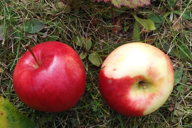 הורדה חינם Apples Mature Fruit - תמונה או תמונה בחינם לעריכה עם עורך התמונות המקוון GIMP