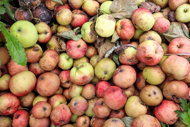 הורדה חינם Apples Rot Bad - תמונה או תמונה בחינם לעריכה עם עורך התמונות המקוון GIMP