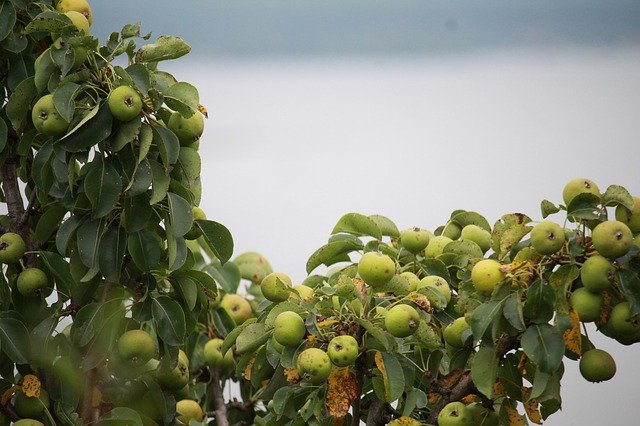 Descărcare gratuită Apples Tree Nature - fotografie sau imagini gratuite pentru a fi editate cu editorul de imagini online GIMP