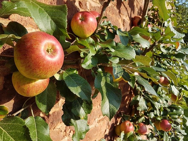 Unduh gratis Apples Wall Leaves - foto atau gambar gratis untuk diedit dengan editor gambar online GIMP