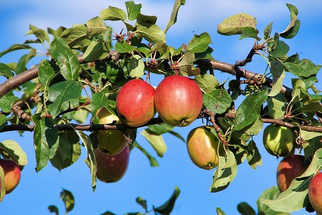 Descărcare gratuită Apple Tree - fotografie sau imagine gratuită pentru a fi editată cu editorul de imagini online GIMP