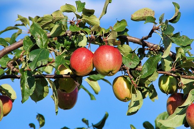 ดาวน์โหลด Apple Tree ฟรี - ภาพถ่ายหรือรูปภาพฟรีที่จะแก้ไขด้วยโปรแกรมแก้ไขรูปภาพออนไลน์ GIMP