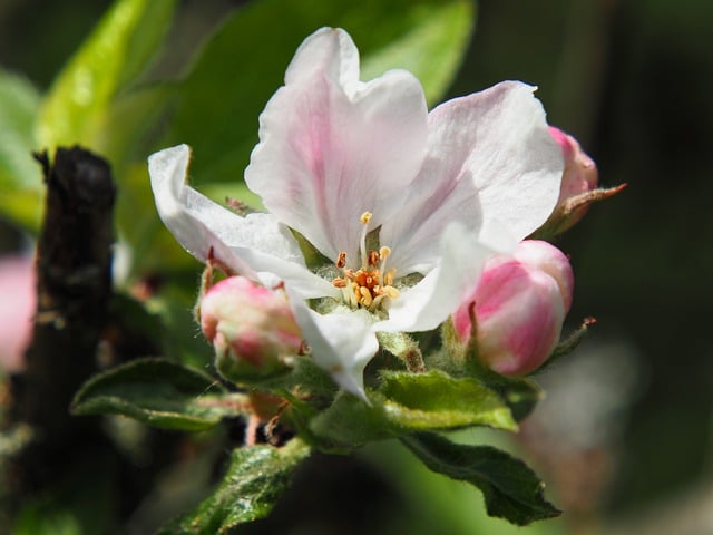 Free download apple tree apple blossoms free picture to be edited with GIMP free online image editor