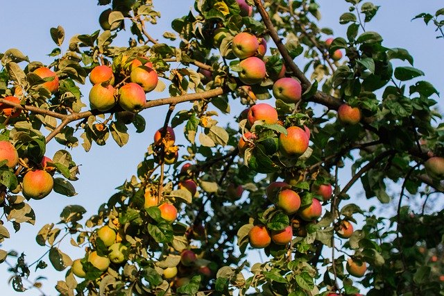 Descărcare gratuită Apple Tree Apples Garden Autumn - fotografie sau imagini gratuite pentru a fi editate cu editorul de imagini online GIMP
