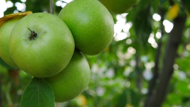 Muat turun percuma Apple Tree Autumn - foto atau gambar percuma untuk diedit dengan editor imej dalam talian GIMP