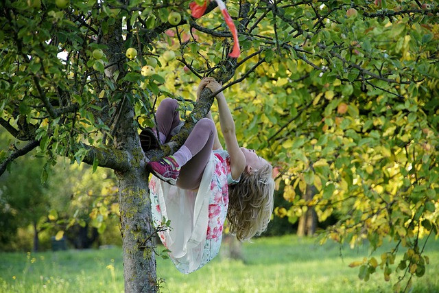 Free download apple tree autumn child climbing free picture to be edited with GIMP free online image editor