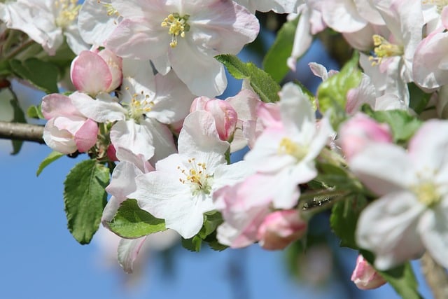 Free download Apple Tree Blossom Bloom -  free illustration to be edited with GIMP free online image editor