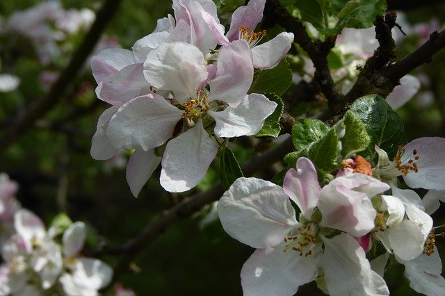 ดาวน์โหลดฟรี Apple Tree Blossom Bloom Fruit - รูปถ่ายหรือรูปภาพฟรีที่จะแก้ไขด้วยโปรแกรมแก้ไขรูปภาพออนไลน์ GIMP