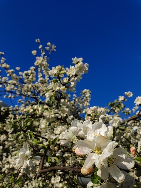 Скачать бесплатно Apple Tree Blossom Spring - бесплатное фото или изображение для редактирования с помощью онлайн-редактора изображений GIMP