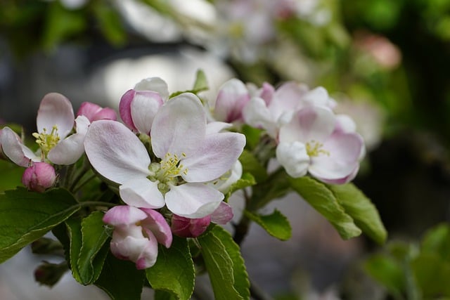 Free download apple tree branch apple flower free picture to be edited with GIMP free online image editor