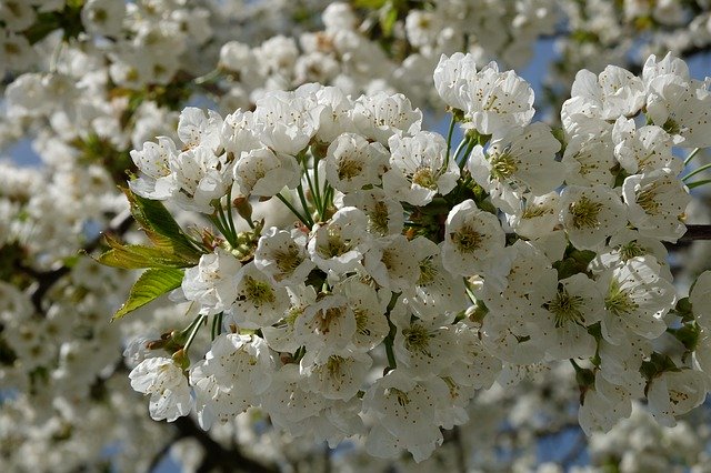 Free download Apple Tree Branch Spring -  free photo or picture to be edited with GIMP online image editor