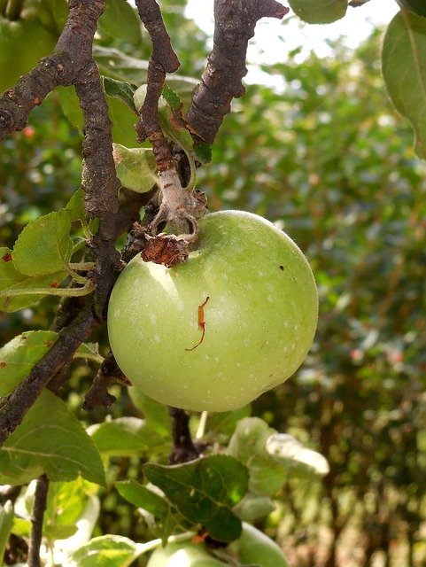 הורדה חינם Apple Tree Fetus - תמונה או תמונה בחינם לעריכה עם עורך התמונות המקוון GIMP