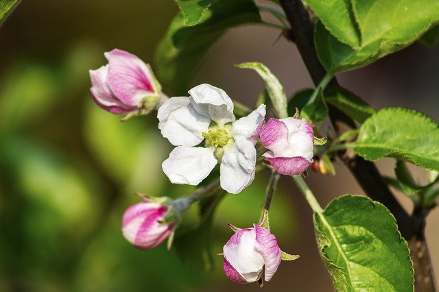 Template Photo Apple Tree Flower -  for OffiDocs
