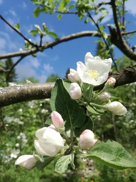 Free download Apple Tree Flowers Garden -  free photo or picture to be edited with GIMP online image editor