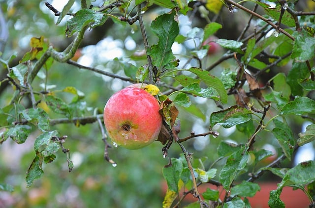 Free download apple tree fruit leaves ripe free picture to be edited with GIMP free online image editor