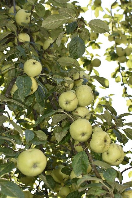 Download gratuito Apple Tree Harvest Fruit - foto o immagine gratuita da modificare con l'editor di immagini online di GIMP